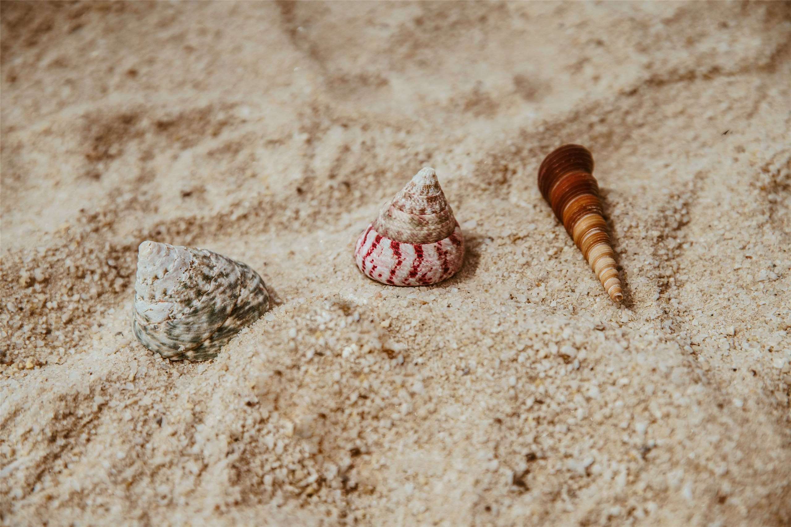 (Photo: Burst/Pexels)
