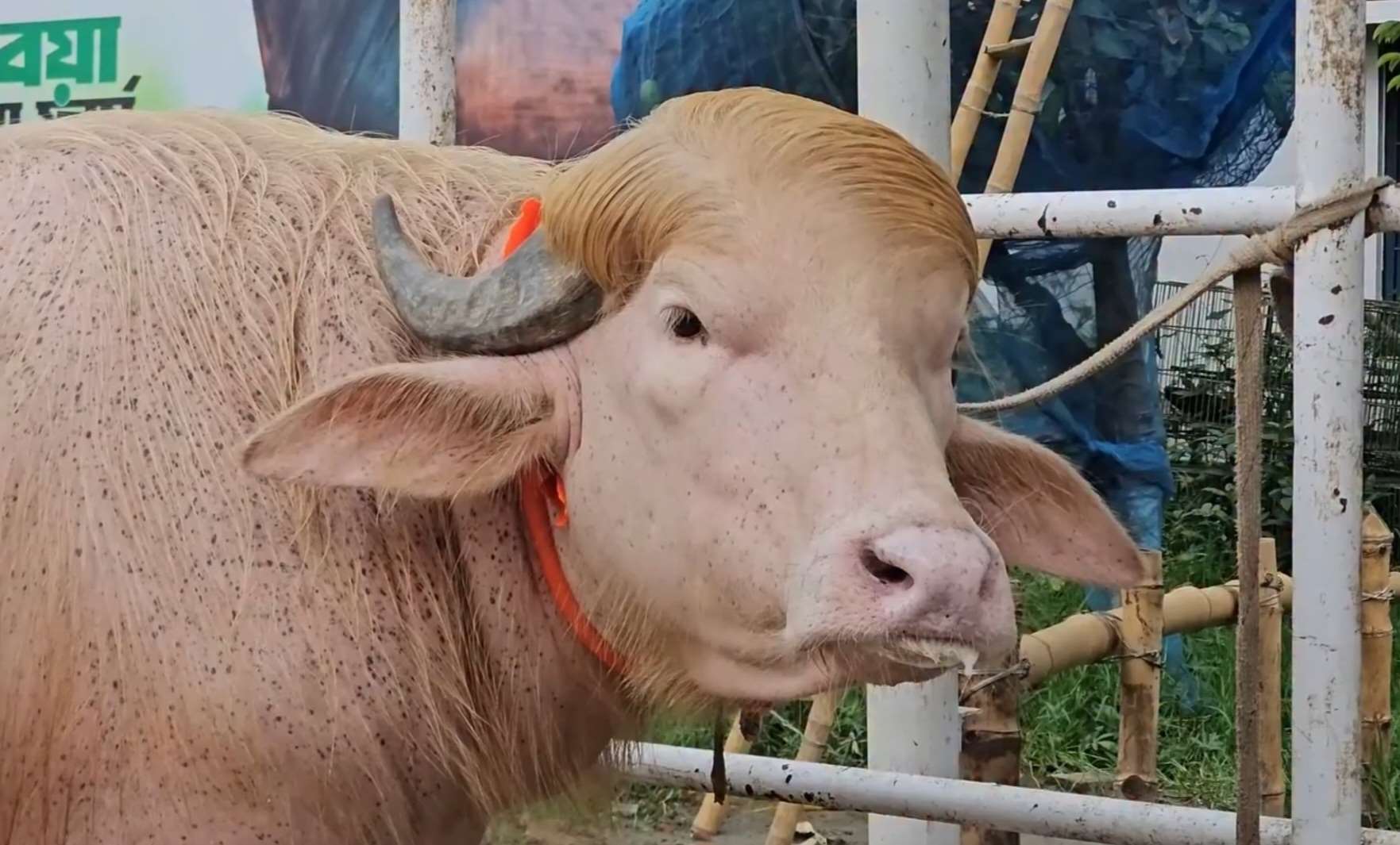 'Donald Trump' the albino buffalo saved from sacrifice by authorities | Ep103