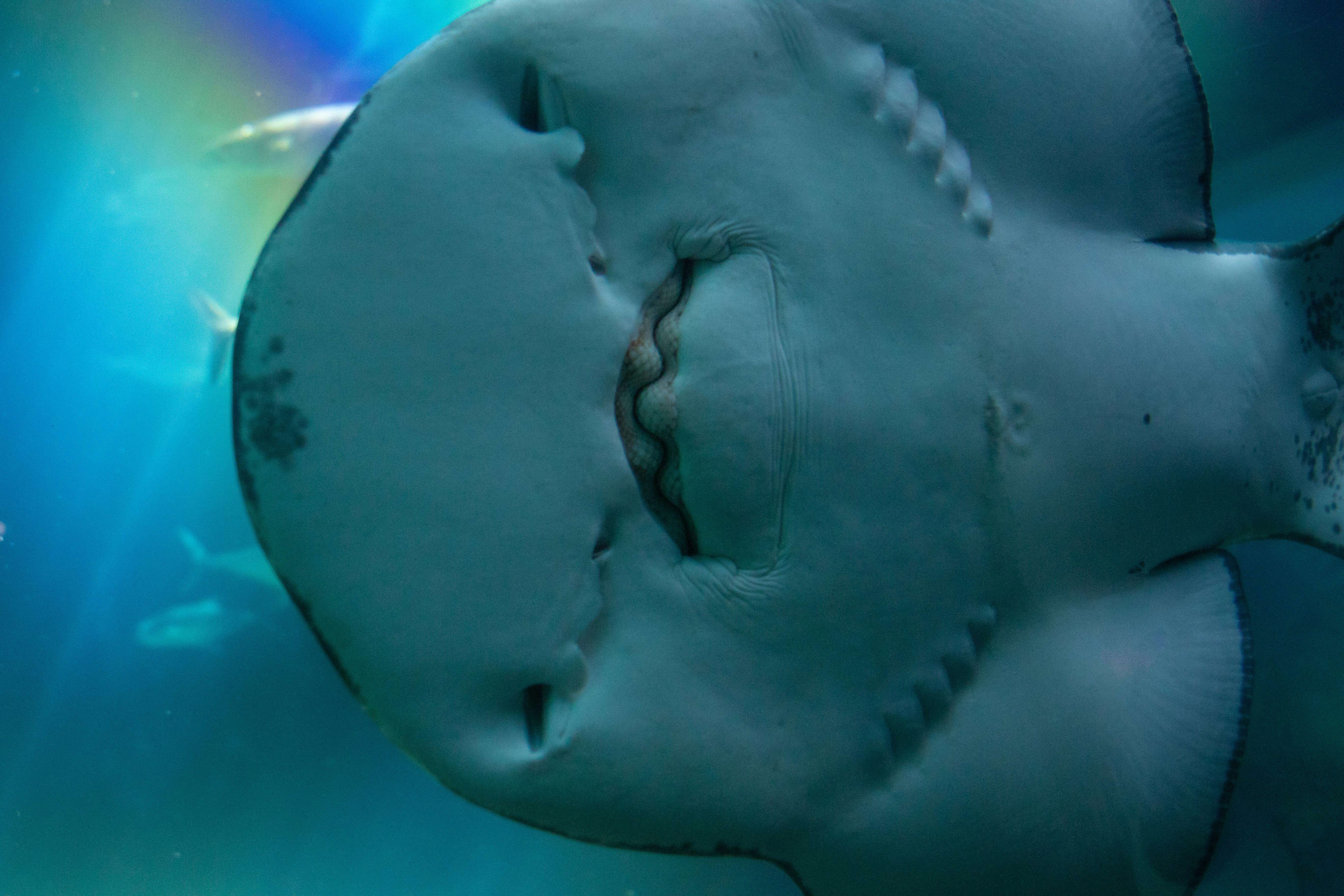 Humanity's first knowledge of electricity? Electric rays | Ep101