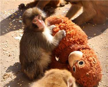 Punch-kun is a baby Japanese macaque at the Ichikawa City Zoo in Japan. (Photo: Ichikawa Zoo/X)