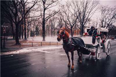 A horse-drawn carriage in New York City. (Photo: Pixabay/Pexels)