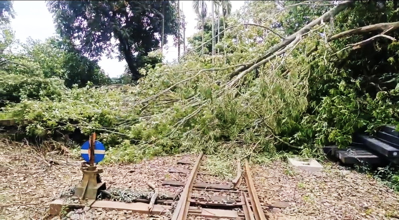 Due to Typhoon Bavi, six incidents of landslides and fallen trees occurred along the Alishan Forest Railway Main Line (between Chiayi and Alishan), resulting in the continued suspension of service on the main line on the 13th. (Photo/CNA)