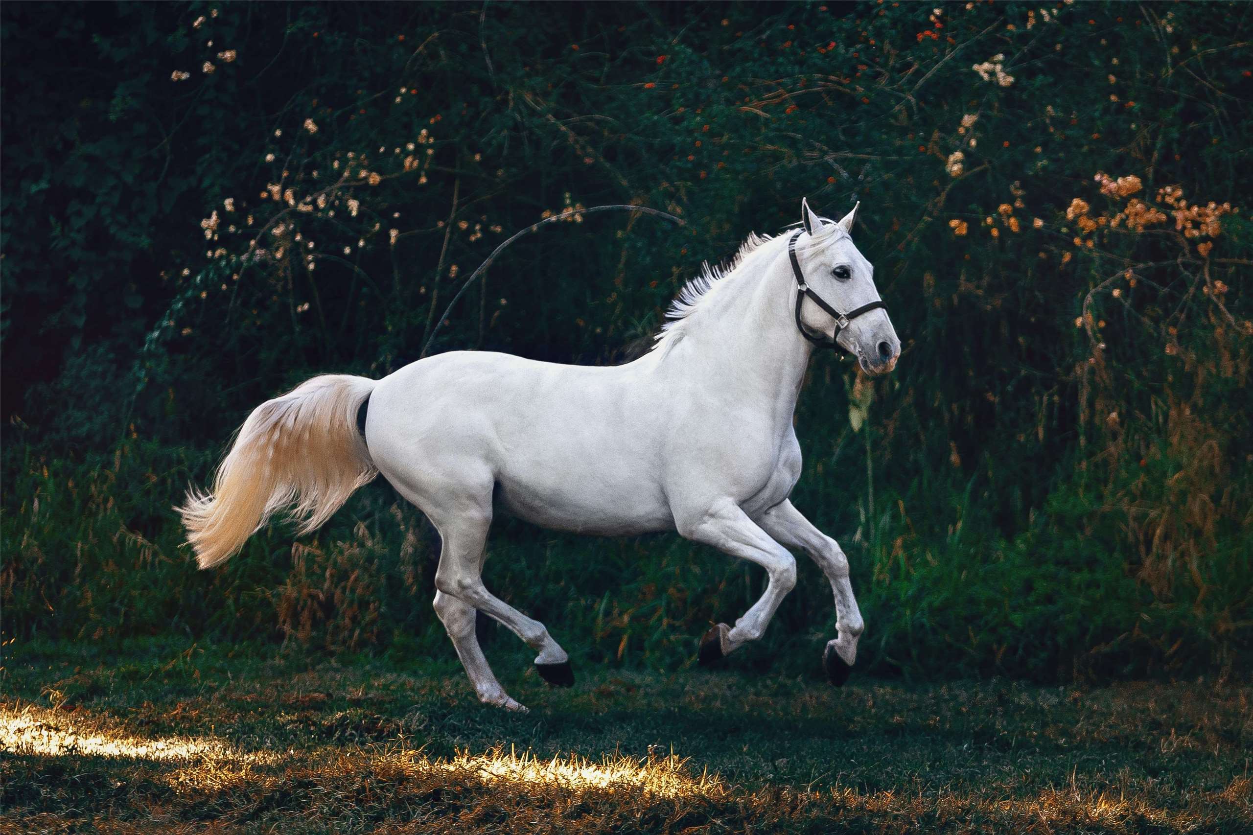 A horse. (Photo: Helena Lopes/Unsplash)