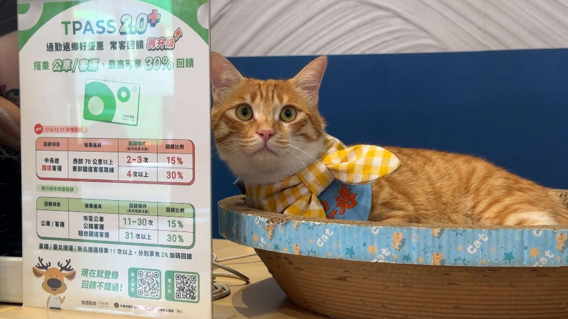 Wearing his own yellow uniform and greeting visitors with wide eyes and enthusiasm, Egg Tart the cat is the Hualien bus station's newest and most popular employee. (Photo from video)