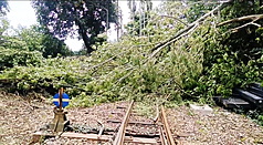 Due to Typhoon Bavi, six incidents of landslides and fallen trees occurred along the Alishan Forest Railway Main Line (between Chiayi and Alishan), resulting in the continued suspension of service on the main line on the 13th. (Photo/CNA)