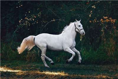 A horse. (Photo: Helena Lopes/Unsplash)