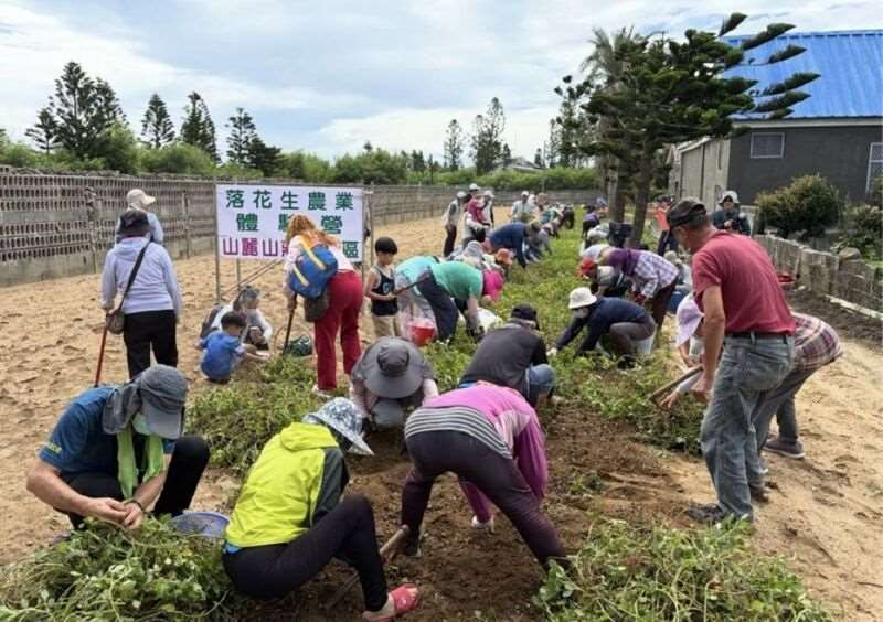 Peanut harvesting in Penghu. (Photo: CNA)