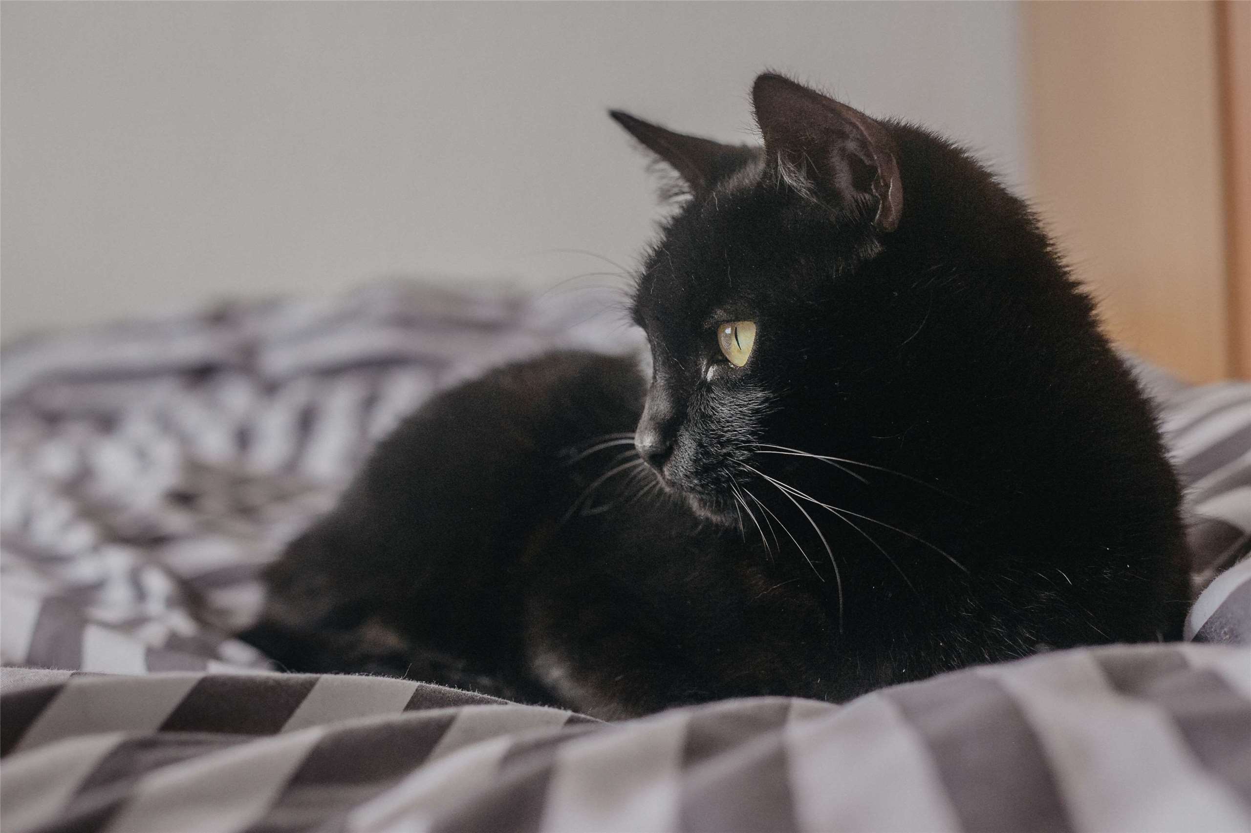 At a Black Cat Appreciation Day event in New Taipei City, Mayor Hou Yu-ih said people shouldn’t distinguish between cats based on what kind they are. (Photo: eduardovieiraphoto/Pixabay)
