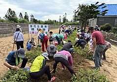 Peanut harvesting in Penghu. (Photo: CNA)