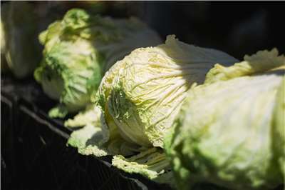 Napa cabbage, also known as Chinese cabbage, sourced from China is forbidden from being imported into Taiwan. (Photo: Jason Leung via Unsplash)
