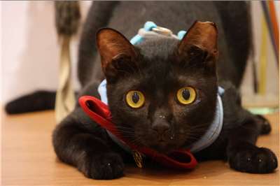 A black cat plays at New Taipei City’s Banqiao Animal Shelter on August 17, 2026, as the city marks Black Cat Appreciation Day with an adoption campaign. (Rti Photo/James Thompson)