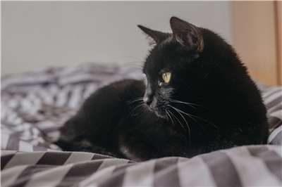 At a Black Cat Appreciation Day event in New Taipei City, Mayor Hou Yu-ih said people shouldn’t distinguish between cats based on what kind they are.  (Photo: eduardovieiraphoto/Pixabay)