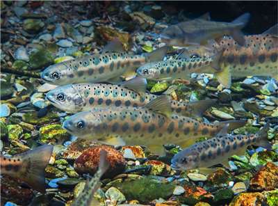 Oncorhynchus masou formosanus goes by the common names of Formosan landlocked salmon, cherry salmon, and Taiwanese trout, among many others, and is still listed as Critically Endangered on the International Union for Conservation of Nature (IUCN) Red List. (Photo: Kyo Chen via Wikipedia)