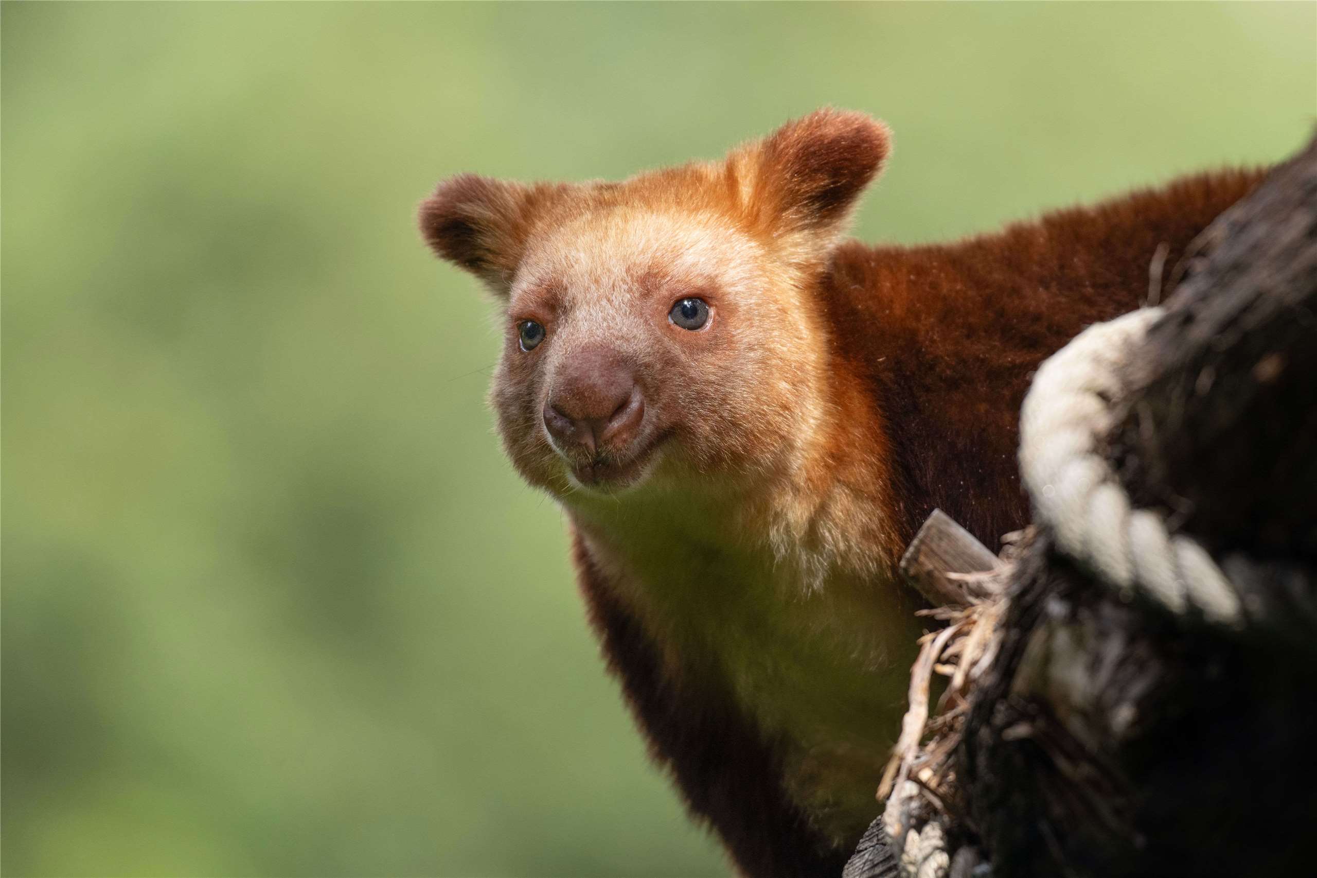 Tree kangaroo. (Photo: Miguel Cuenca/Pexels)