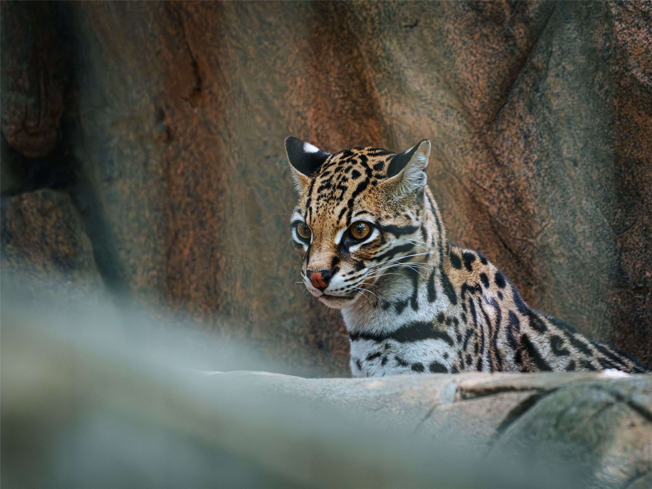 The new cat species has markings vaguely resembling the pictured ocelot, but is visually and genetically distinct from any other living feline species. (Photo: Pexels/Ariel Hernandez)
