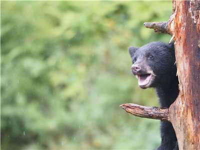 black bear in united states (Photo: Pexels/Jennifer Kardiak)