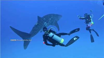 A roughly 4-meter whale shark glides past divers off Xiaoliuqiu, its unique spot pattern, as distinct as a human fingerprint, now part of Taiwan’s conservation database. (Photo: Video screenshot)