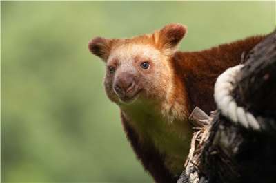 Tree kangaroo. (Photo: Miguel Cuenca/Pexels)