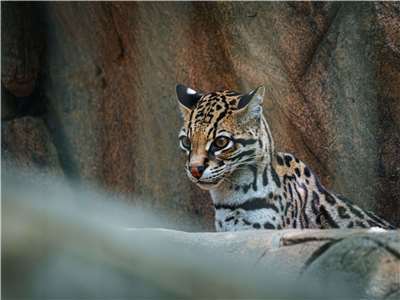 The new cat species has markings vaguely resembling the pictured ocelot, but is visually and genetically distinct from any other living feline species. (Photo: Pexels/Ariel Hernandez)