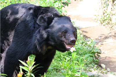 A black bear at Taipei Zoo. (Rti File Photo/James Thompson)