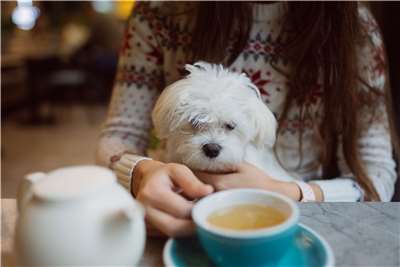 Many pet owners brought their four-legged family members to pray for peace and safety. (Photo: Illustrative image/magnific)