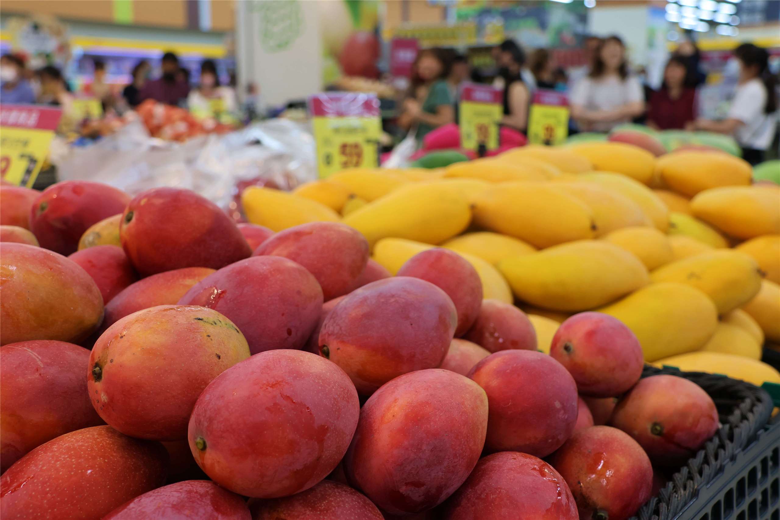 Tainan mangoes are displayed at an A-Mart supermarket in New Taipei’s Banqiao District on July 2, 2026. (Rti Photo/James Thompson)