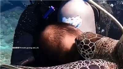 Tortuga marina mordiendo el cabello de un submarinista en Xiaoliuqiu (Foto: captura de vídeo)