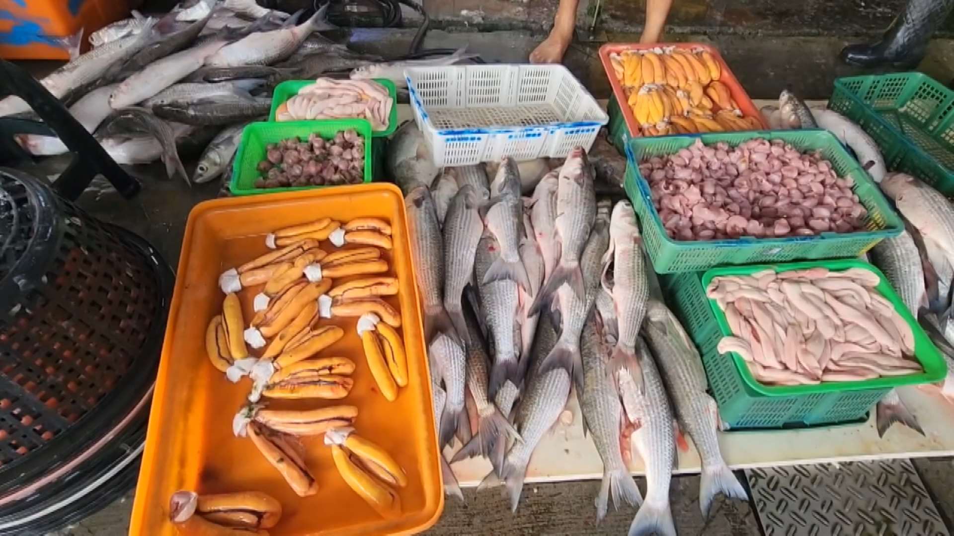 Mújoles frescos capturados llegan a los puertos pesqueros de Changhua (Foto: captura de vídeo)