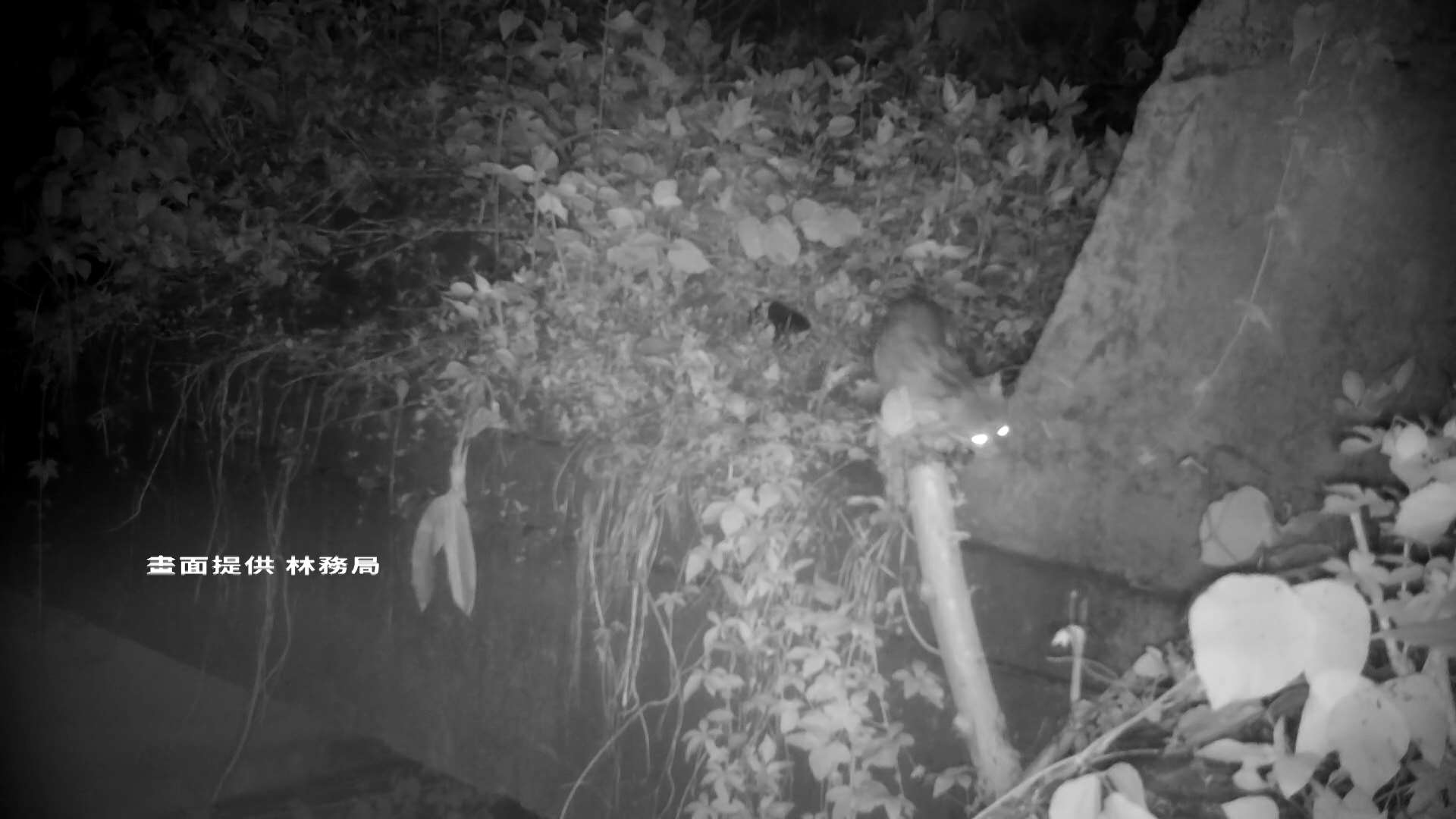 Cámaras nocturnas testifican el aumento de la diversidad en áreas agrícolas de Miaoli de protección del gato de Formosa (Foto: captura de vídeo)
