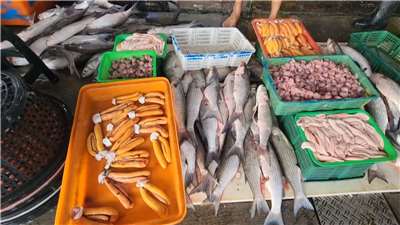 Mújoles frescos capturados llegan a los puertos pesqueros de Changhua (Foto: captura de vídeo)