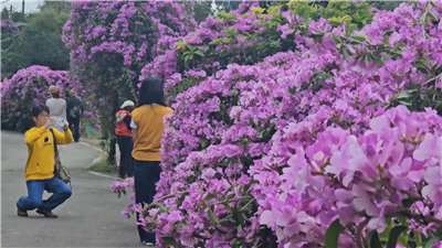 Las flores de ajosillo hermosean en Miaoli (Foto: captura de vídeo)
