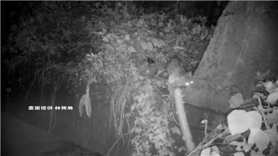 Cámaras nocturnas testifican el aumento de la diversidad en áreas agrícolas de Miaoli de protección del gato de Formosa (Foto: captura de vídeo)