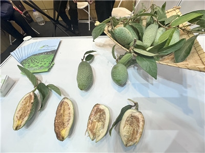 El aiyu es un fruto muy codiciada en Taiwán. (Foto: Rti)