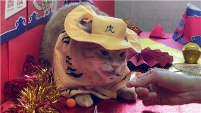 Mikan, el gato del MRT de Kaohsiung (Foto: captura de foto)