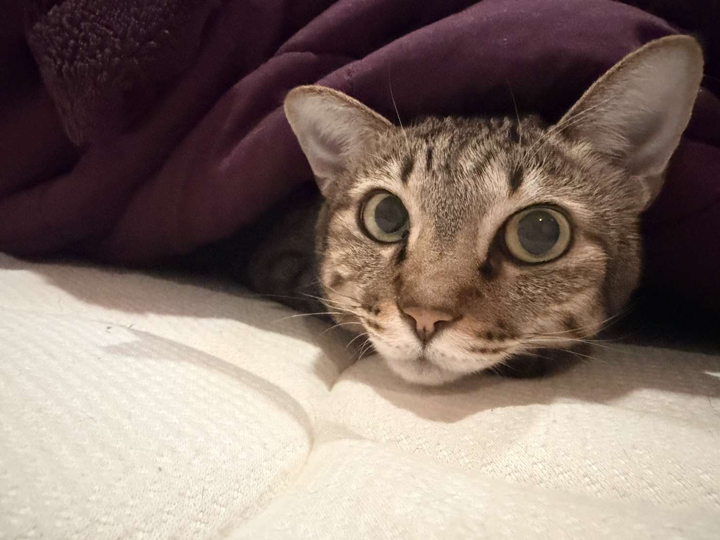 Se debate sobre quién recae la responsabilidad de los animales callejeros. (Foto: Rti)