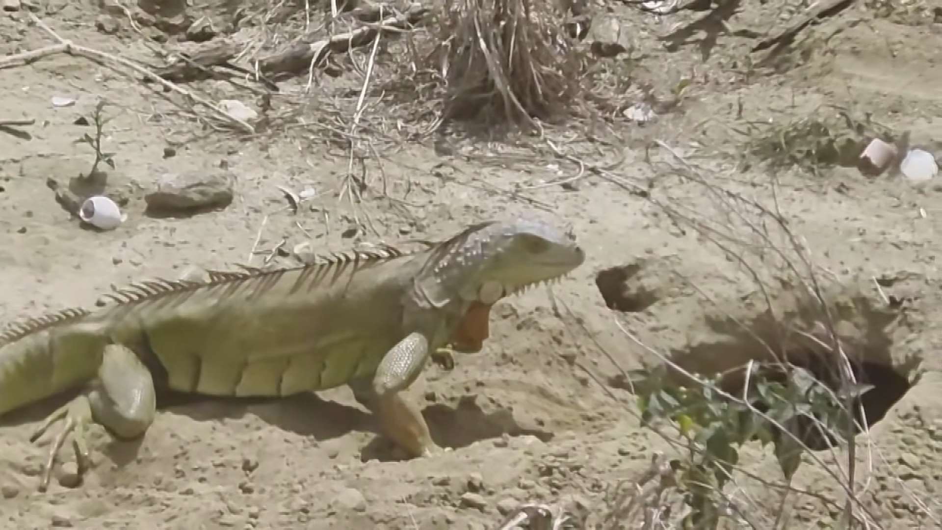 Iguana verde, una plaga que Taiwán lleva años intentando erradicar (Foto: captura de vídeo)