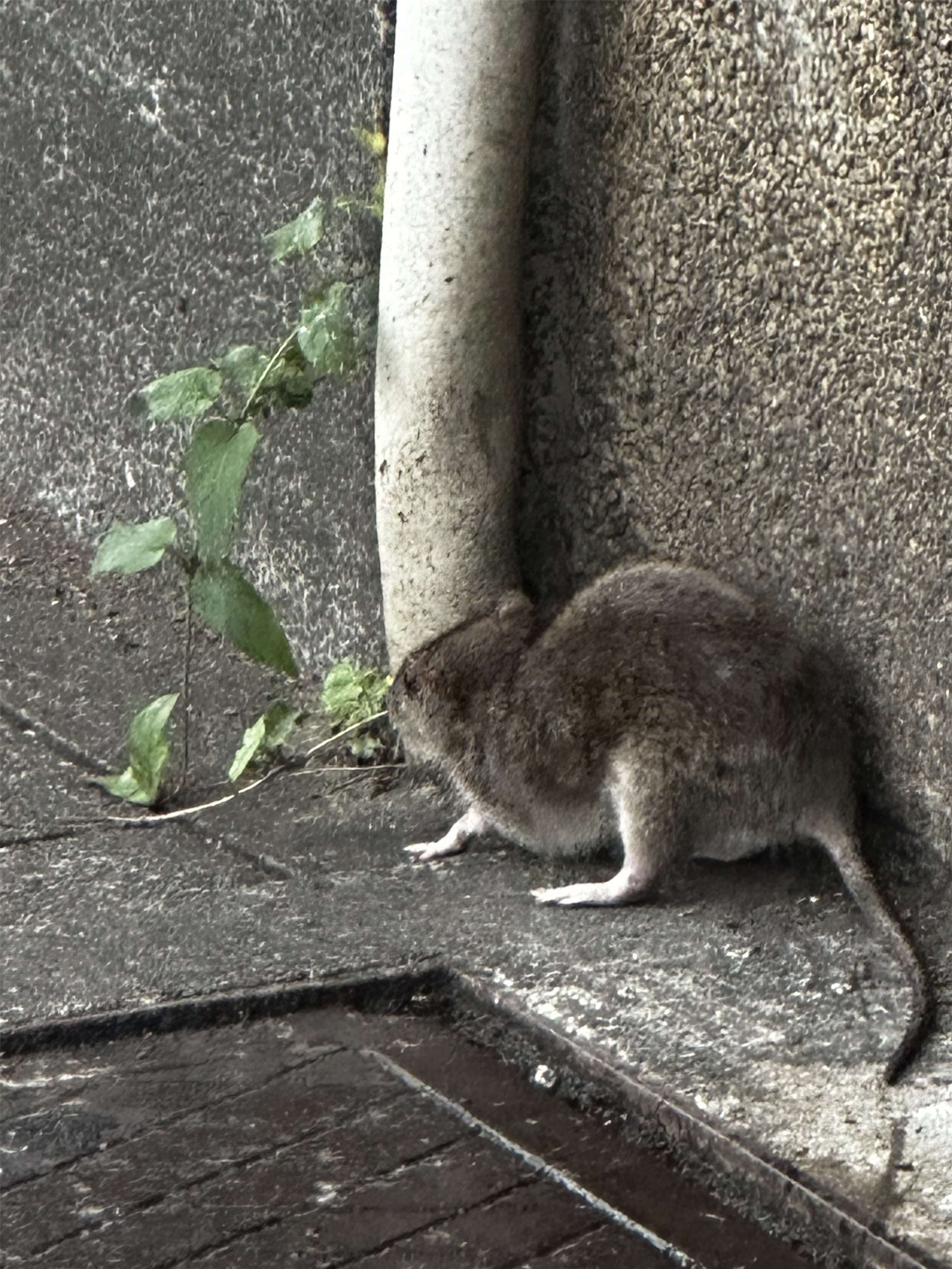 Una infestación podría ser mortal. (Foto: Rti)