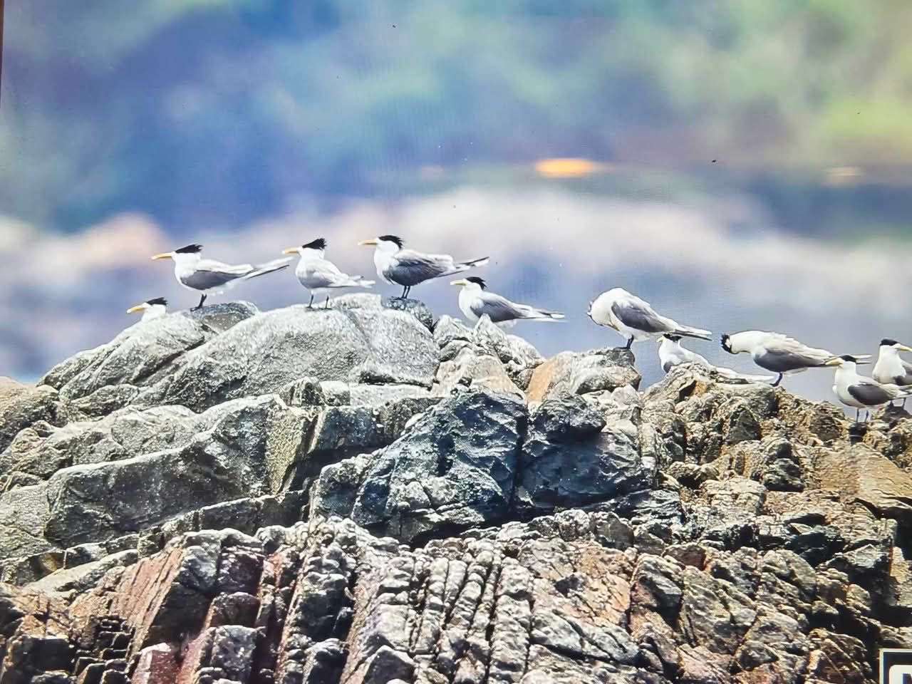 En junio, el charrán crestado de pico negro llega al islote Shedao (蛇島), cerca a la isla Xiju (西莒). (Foto: Dirección del Área Paisajística Nacional de Matsu)