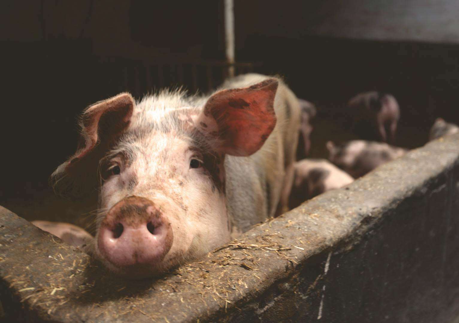 Taiwán vuelve a exportar carne de cerdo a Filipinas (Foto: Pexels.com)