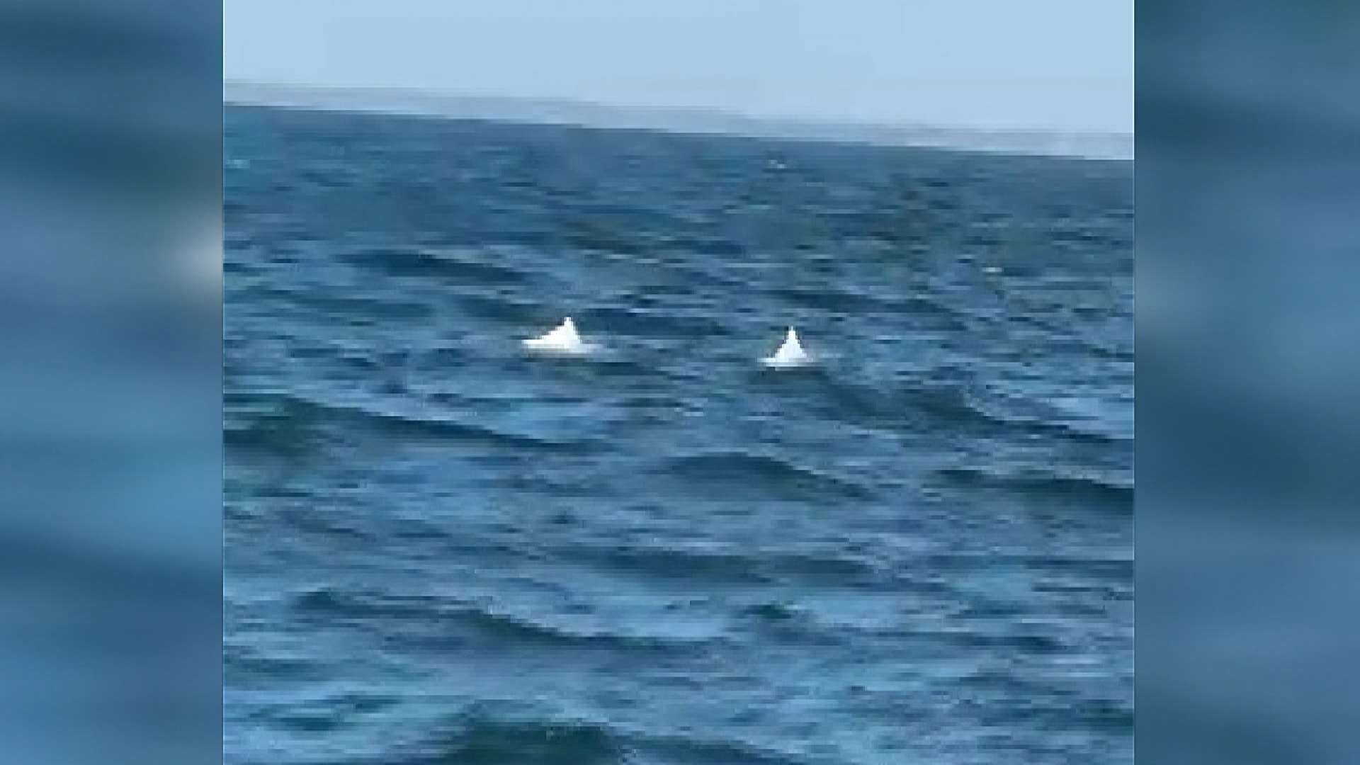 Delfines blancos "de Mazu" en las costas de Tainan (Foto: captura de vídeo)