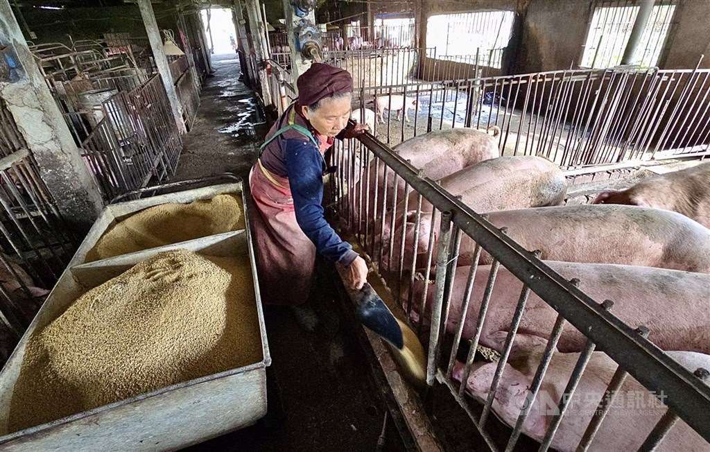 Taiwán libre de los tres tipos de fiebre porcina, confirmado por la OMSA (Foto: CNA)
