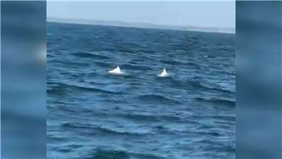 Delfines blancos "de Mazu" en las costas de Tainan (Foto: captura de vídeo)