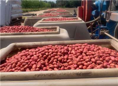 Cacahuetes de EEUU (Foto: FB/AmericanPeanutGrowers)