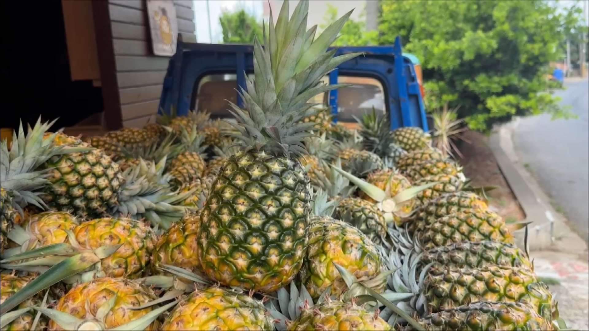 Piñas taiwanesas (Foto: captura de vídeo)