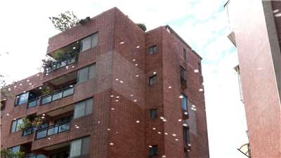 "Nieve de algodón" en Banqiao (Foto: captura de vídeo)