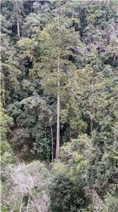 Ejemplares de Taiwania en los bosques de alta montaña de la isla (Foto: Laboratorio Forestal del Ministerio de Agricultura)