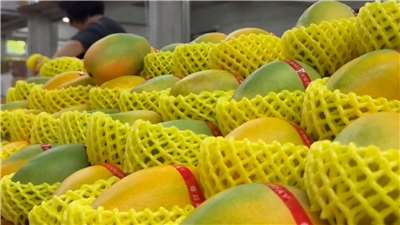 Mangos Xiaxue de Taitung (Foto: captura de vídeo)