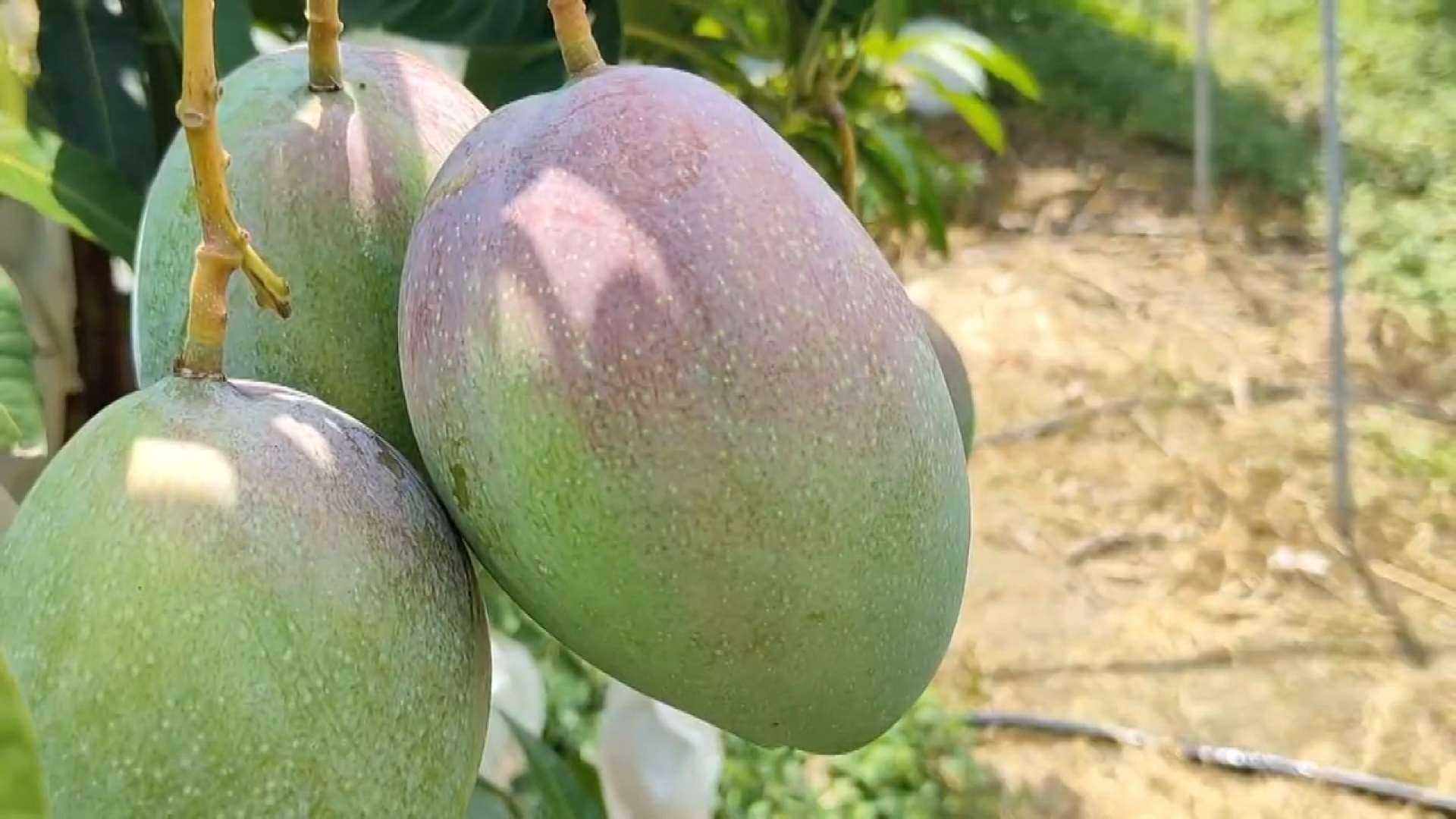 Mango variedad "Taichung N.º 1" (Foto: captura de vídeo)