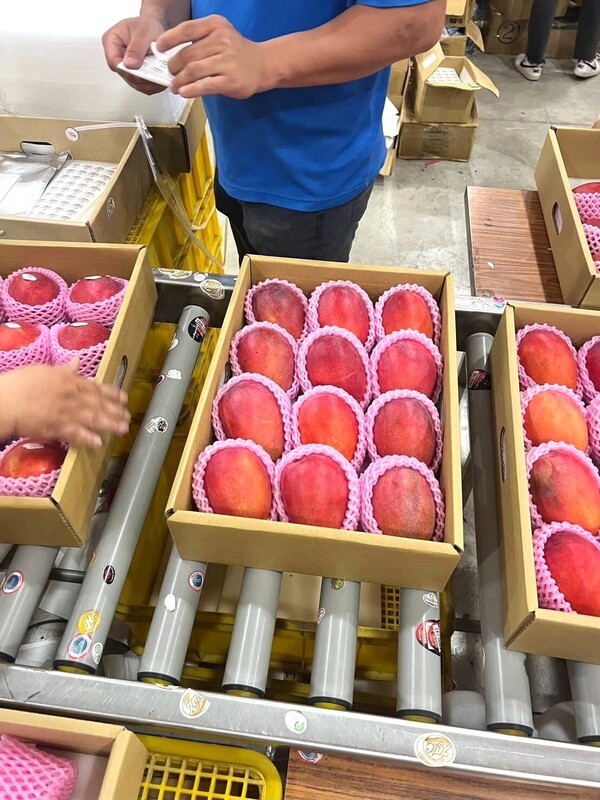 Mango Irwin de Tainan (Foto: CNA)