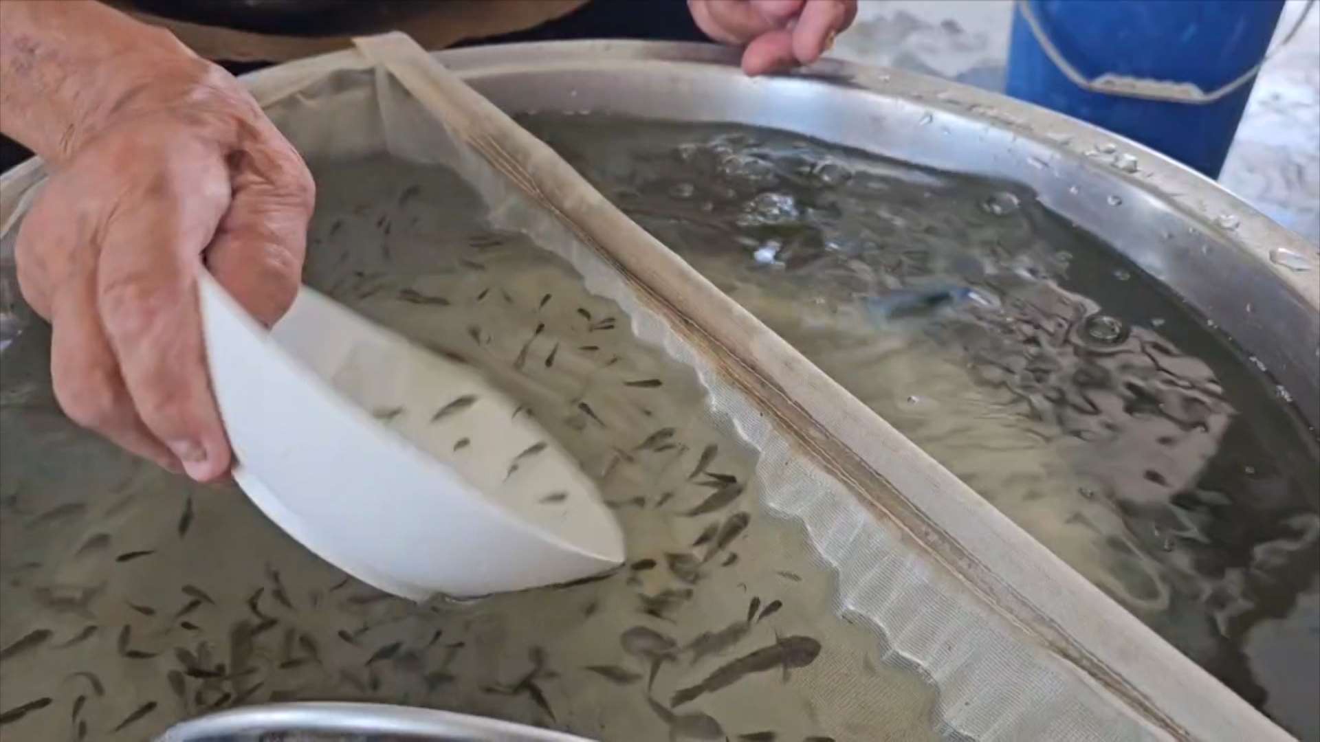 Contando los peces (Foto: captura de vídeo)